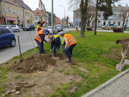 Nowe nasadzenia w Mieście